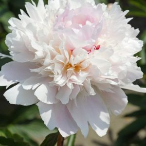 Mature bloom of Alertie peony, shown for reference. You receive a dormant bare-root division.