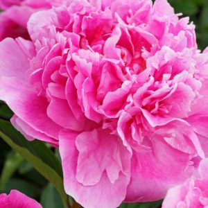 Mature bloom of Alexander Fleming peony, shown for reference. You receive a dormant bare-root division.