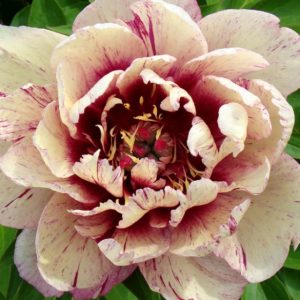 Mature bloom of All That Jazz peony, shown for reference. You receive a dormant bare-root division.