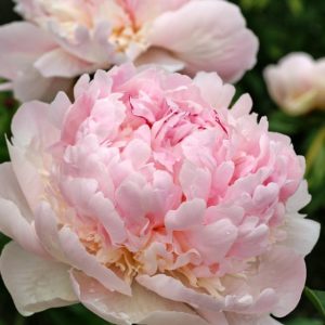 Mature bloom of Angel Cheeks peony, shown for reference. You receive a dormant bare-root division.
