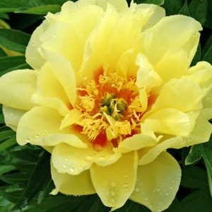 Mature bloom of Bartzella peony, shown for reference. You receive a dormant bare-root division.