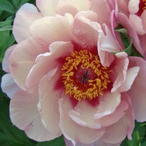 Mature bloom of Berry Berry Fine peony, shown for reference. You receive a dormant bare-root division.