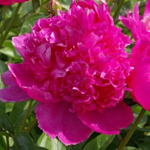 Mature bloom of Best Man peony, shown for reference. You receive a dormant bare-root division.