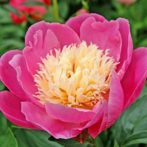 Mature bloom of Bowl of Beauty peony, shown for reference. You receive a dormant bare-root division.
