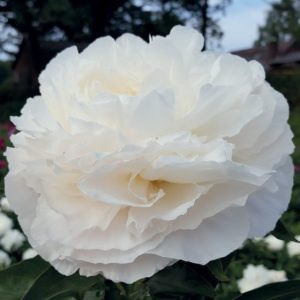 Mature bloom of Bowl of Cream peony, shown for reference. You receive a dormant bare-root division.