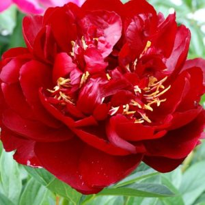 Mature bloom of Buckeye Belle peony, shown for reference. You receive a dormant bare-root division.