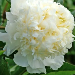 Mature bloom of Charlie's White peony, shown for reference. You receive a dormant bare-root division.