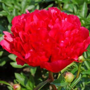 Mature bloom of Command Performance peony, shown for reference. You receive a dormant bare-root division.