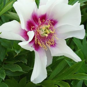 Mature bloom of Cora Louise peony, shown for reference. You receive a dormant bare-root division.