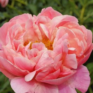 Mature bloom of Coral Charm peony, shown for reference. You receive a dormant bare-root division.