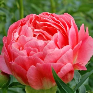 Mature bloom of Coral Sunset peony, shown for reference. You receive a dormant bare-root division.