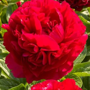 Mature bloom of Henry Bockstoce peony, shown for reference. You receive a dormant bare-root division.