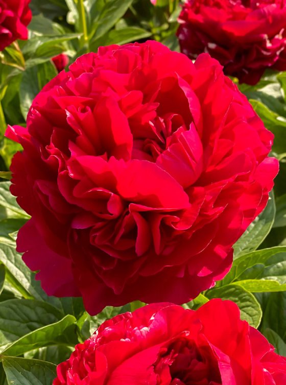 Mature bloom of Henry Bockstoce peony, shown for reference. You receive a dormant bare-root division.