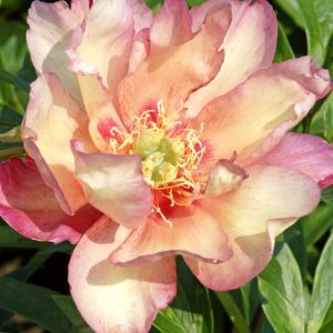 Mature bloom of Julia Rose peony, shown for reference. You receive a dormant bare-root division.