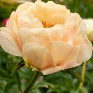 Mature bloom of Kings Day peony, shown for reference. You receive a dormant bare-root division.