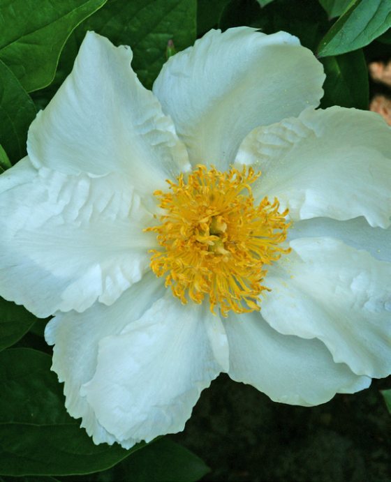 Mature bloom of Krinkled White peony, shown for reference. You receive a dormant bare-root division.