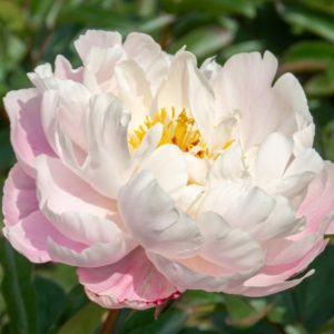 Mature bloom of Lady Alexandra Duff peony, shown for reference. You receive a dormant bare-root division.