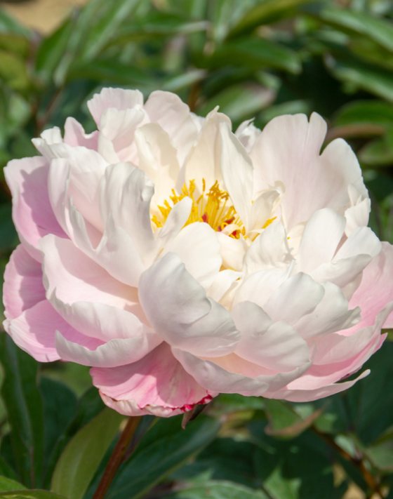 Mature bloom of Lady Alexandra Duff peony, shown for reference. You receive a dormant bare-root division.