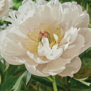 Mature bloom of Love Affair peony, shown for reference. You receive a dormant bare-root division.