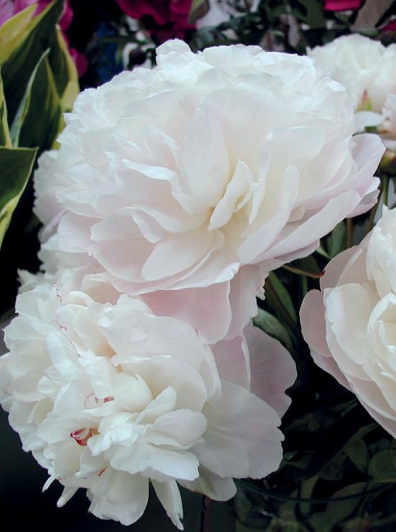 Mature bloom of Mother's Choice peony, shown for reference. You receive a dormant bare-root division.