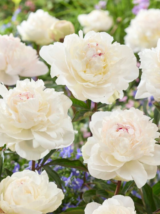 Mature bloom of Odile peony, shown for reference. You receive a dormant bare-root division.