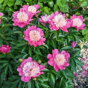 Peonies in bloom on our farm, shown for reference. Flowers are grower’s choice from what is blooming that week.