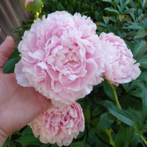 Peonies in bloom on our farm, shown for reference. Flowers are grower’s choice from what is blooming that week.