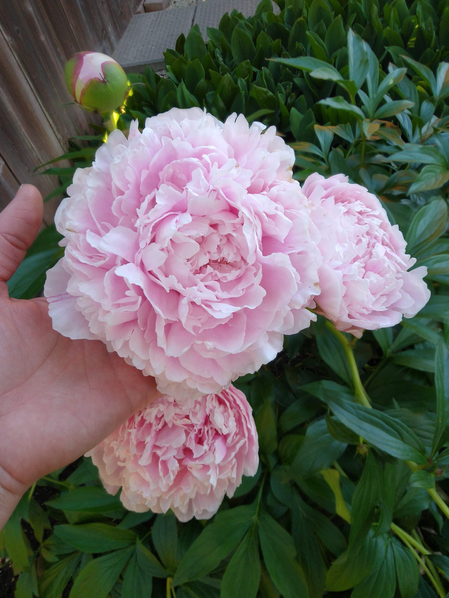 Peonies in bloom on our farm, shown for reference. Flowers are grower’s choice from what is blooming that week.