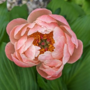 Peonies in bloom on our farm, shown for reference. Flowers are grower’s choice from what is blooming that week.