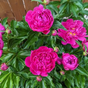 Peonies in bloom on our farm, shown for reference. Flowers are grower’s choice from what is blooming that week.
