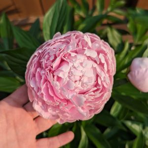 Peonies in bloom on our farm, shown for reference. Flowers are grower’s choice from what is blooming that week.