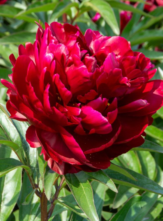 Mature bloom of Peter Brand peony, shown for reference. You receive a dormant bare-root division.