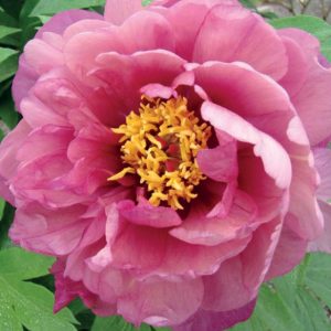 Mature bloom of Pink Double Dandy peony, shown for reference. You receive a dormant bare-root division.