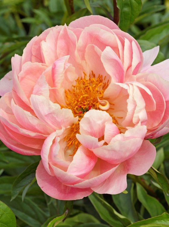 Mature bloom of Pink Hawaiian Coral peony, shown for reference. You receive a dormant bare-root division.