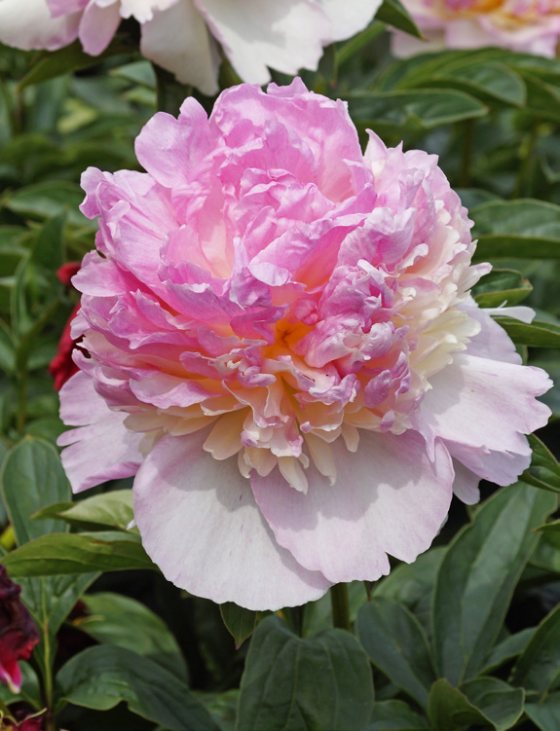 Mature bloom of Raspberry Sundae peony, shown for reference. You receive a dormant bare-root division.
