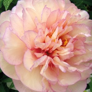 Mature bloom of Scrumdiddlyumptious peony, shown for reference. You receive a dormant bare-root division.