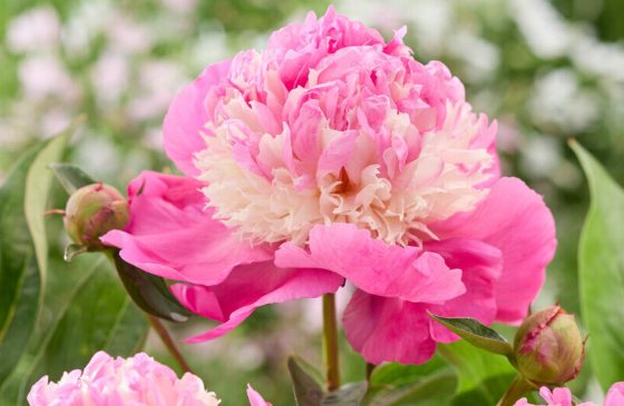 Mature bloom of She's My Star peony, shown for reference. You receive a dormant bare-root division.