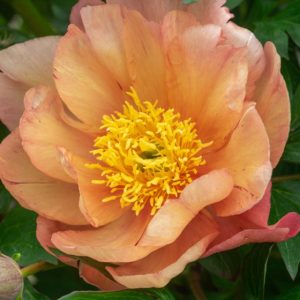 Mature bloom of Singing in the Rain peony, shown for reference. You receive a dormant bare-root division.