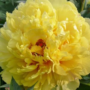 Mature bloom of Sonoma Yedo peony, shown for reference. You receive a dormant bare-root division.