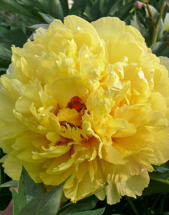 Mature bloom of Sonoma Yedo peony, shown for reference. You receive a dormant bare-root division.