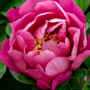 Mature bloom of Yankee Doodle Dandy peony, shown for reference. You receive a dormant bare-root division.