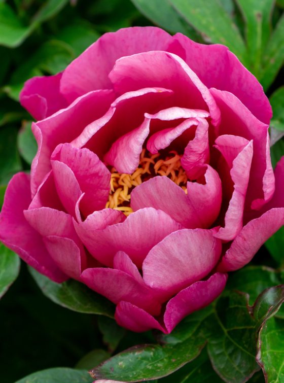 Mature bloom of Yankee Doodle Dandy peony, shown for reference. You receive a dormant bare-root division.